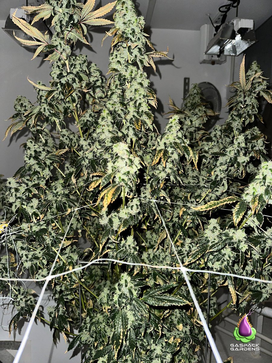 GASPACK GARDENS tweet media