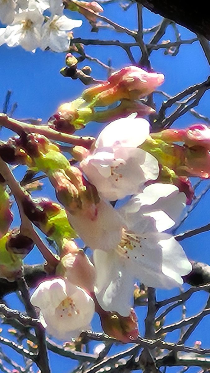 Hiro Hattori tweet media