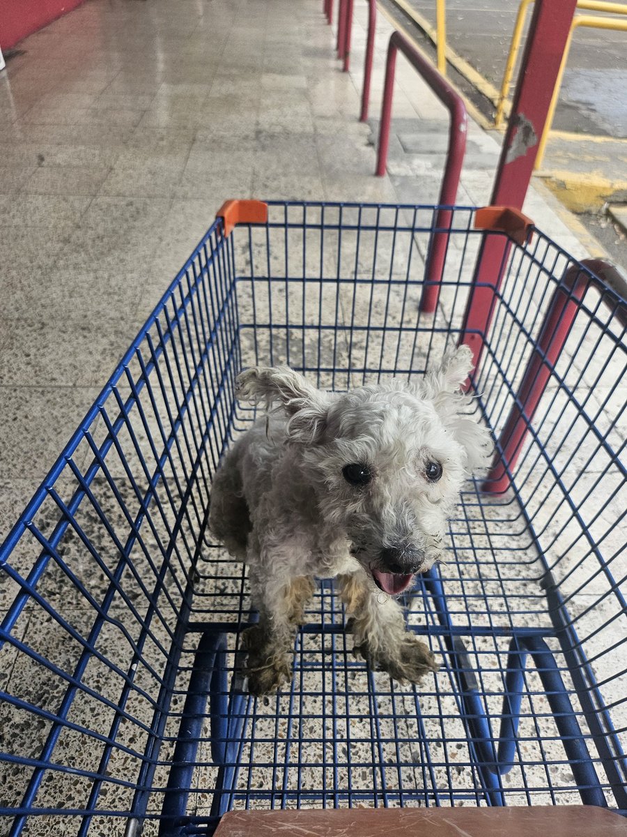 Invasorita del Imperio Romano tweet media