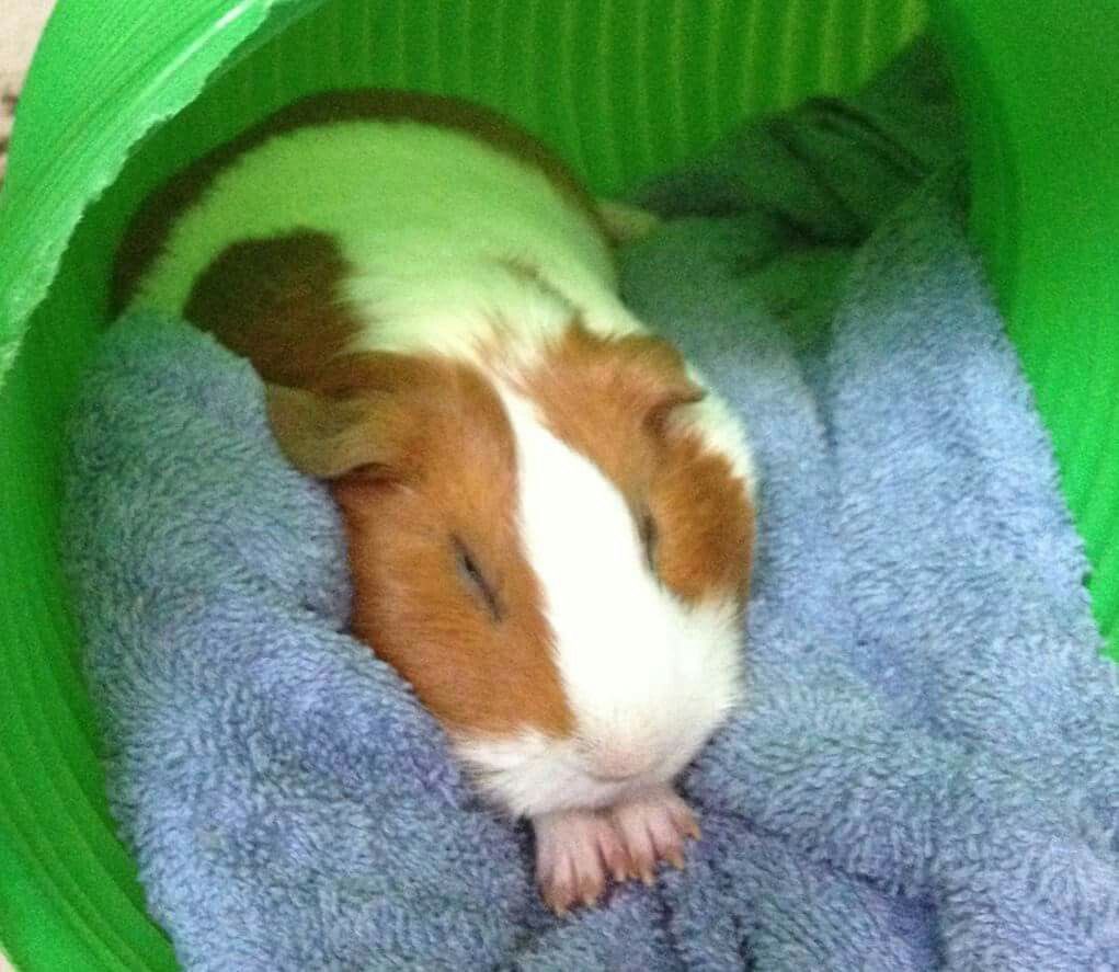 Guinea Pig tweet media