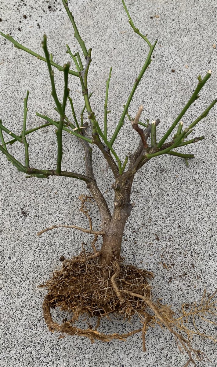EkDOo7asQH96907's tweet photo. 【見切り品で購入したレモン】
鉢植えで3年育てても花は咲くが大きくならない　試しに分葱の種を蒔いたら分葱は育ったので土は問題なさそう。　土を全変えして分葱外してサイズを小さくしたスリット鉢で育て直し。　水捌け意識して赤��土半分くらいにしてみました。 https://t.co/2WIIZFS065