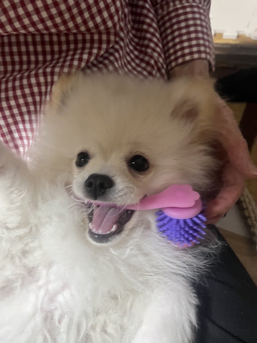milchan11's tweet photo. ３ヶ月の子犬が来ました♪元気ありすぎて、何でも口に入れて、どうやって躾すれば良いか分からない、、、、＃ポメラニアン　＃スピポメ
＃いぬ好きさんと繋がりたい https://t.co/QAOJsytXFK