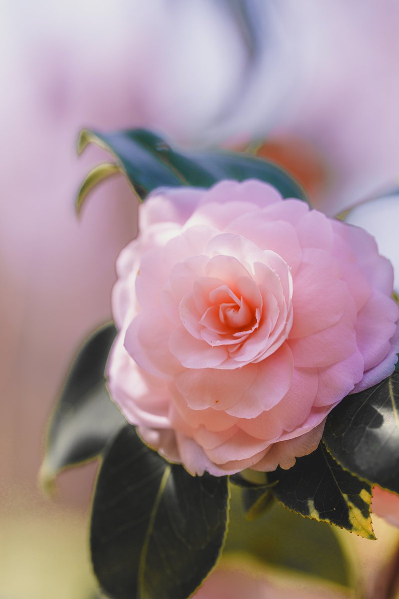 マクロ tweet media