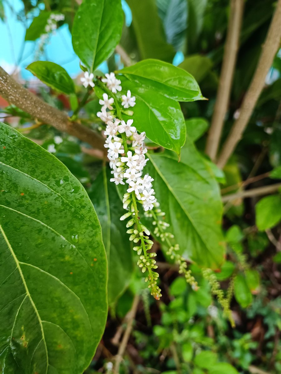 Jao_Aeoi tweet media