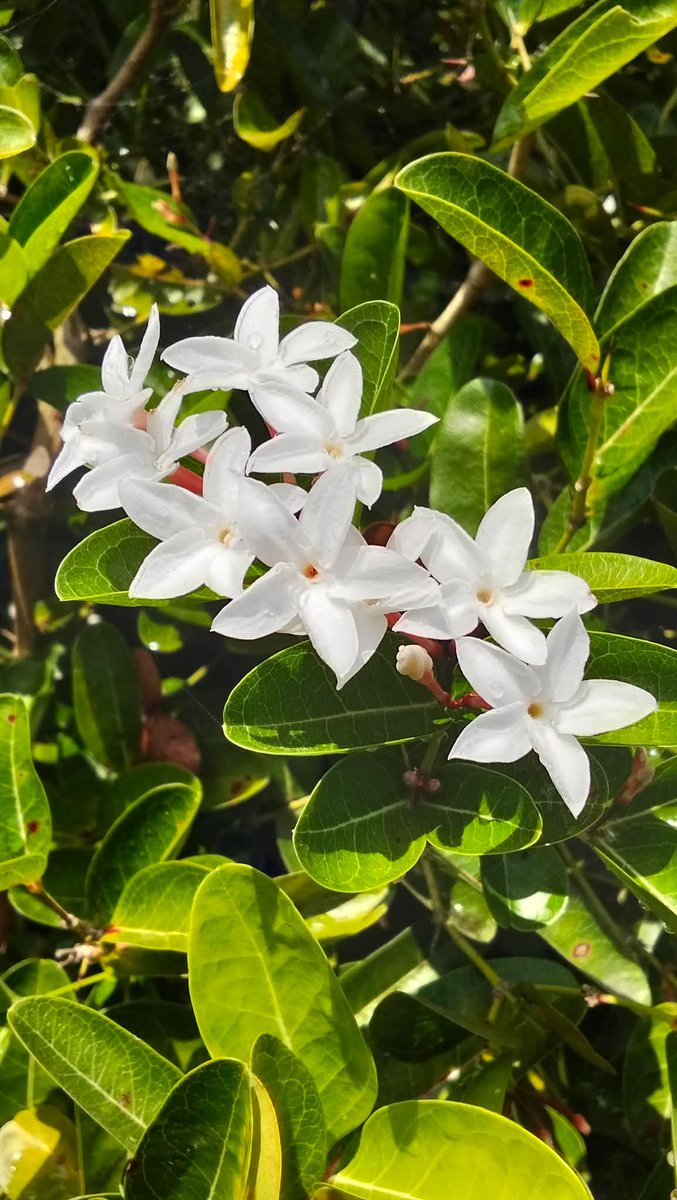 Jao_Aeoi tweet media