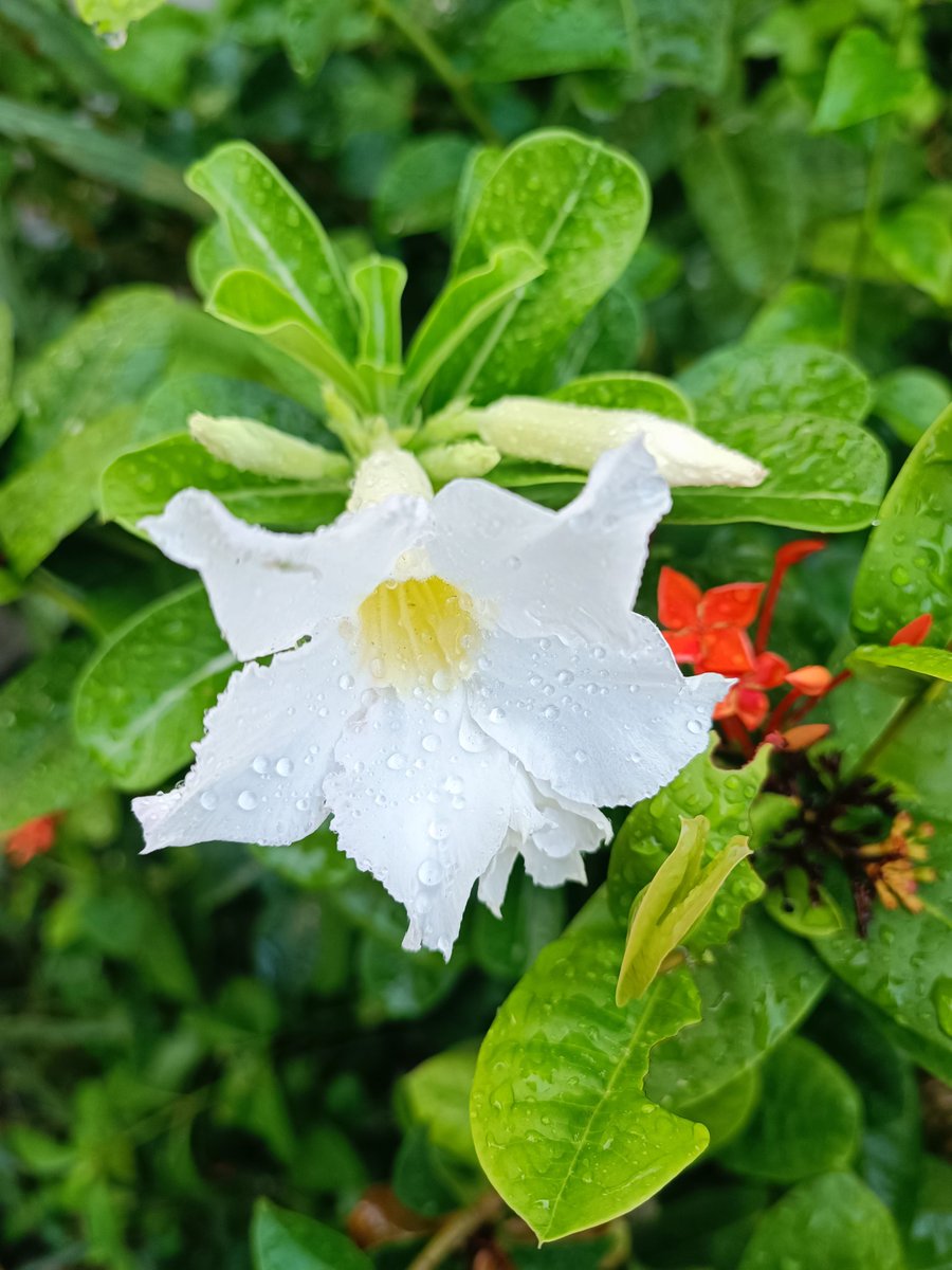 Jao_Aeoi tweet media