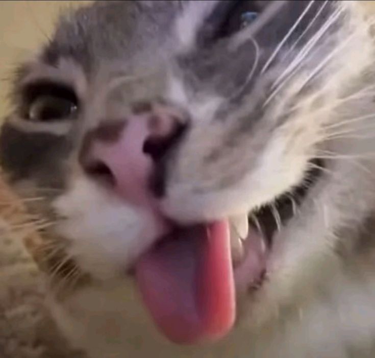 бісексуальне лихо 🐈👽 tweet media