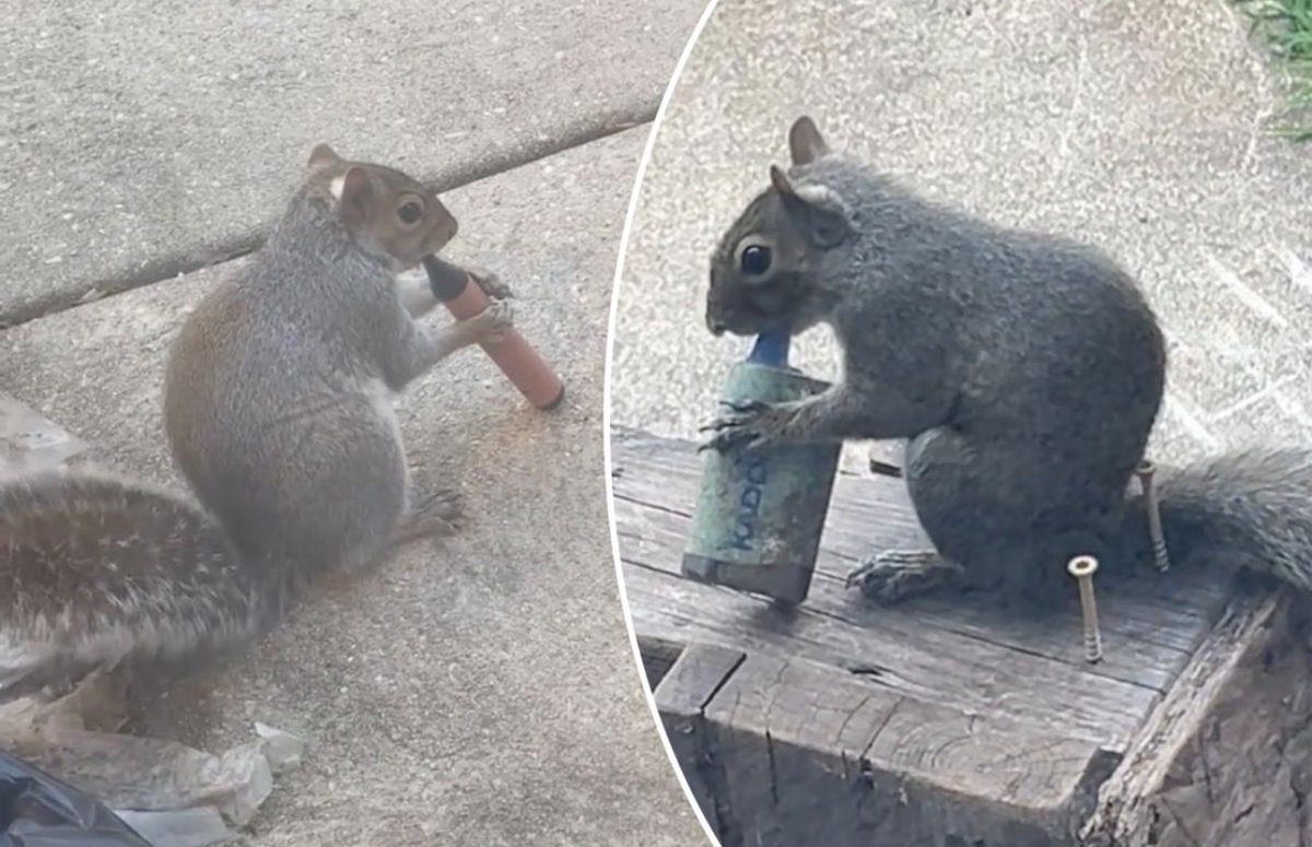 BrenWulf tweet media