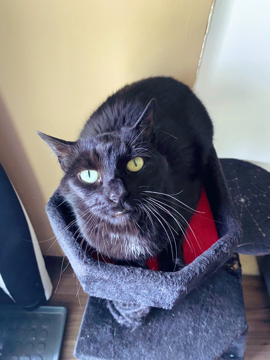 ira 🌙 tweet media