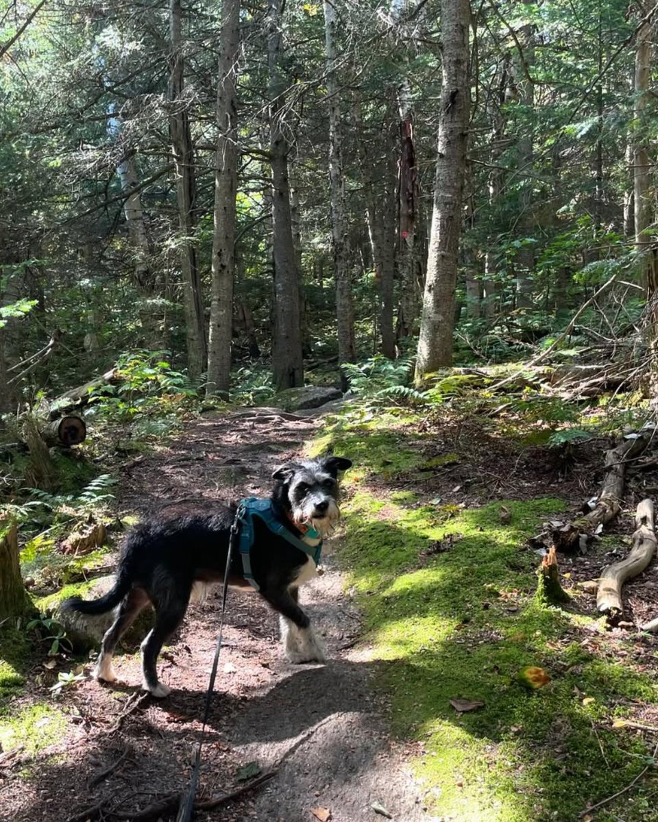 Visit Adirondacks tweet media