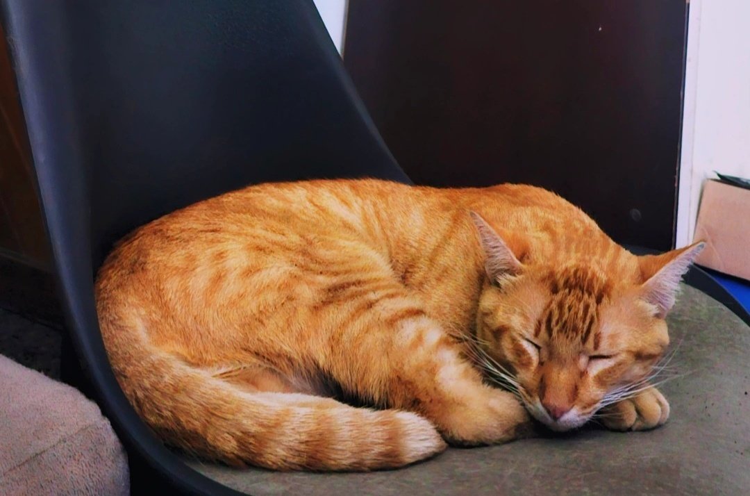 𝑅𝑜𝑑𝑟𝑖𝑔𝑜, 𝑎𝑢𝑡𝑜𝑗𝑜𝑟𝑛𝑎𝑙𝑖𝑠𝑡𝑎 tweet media