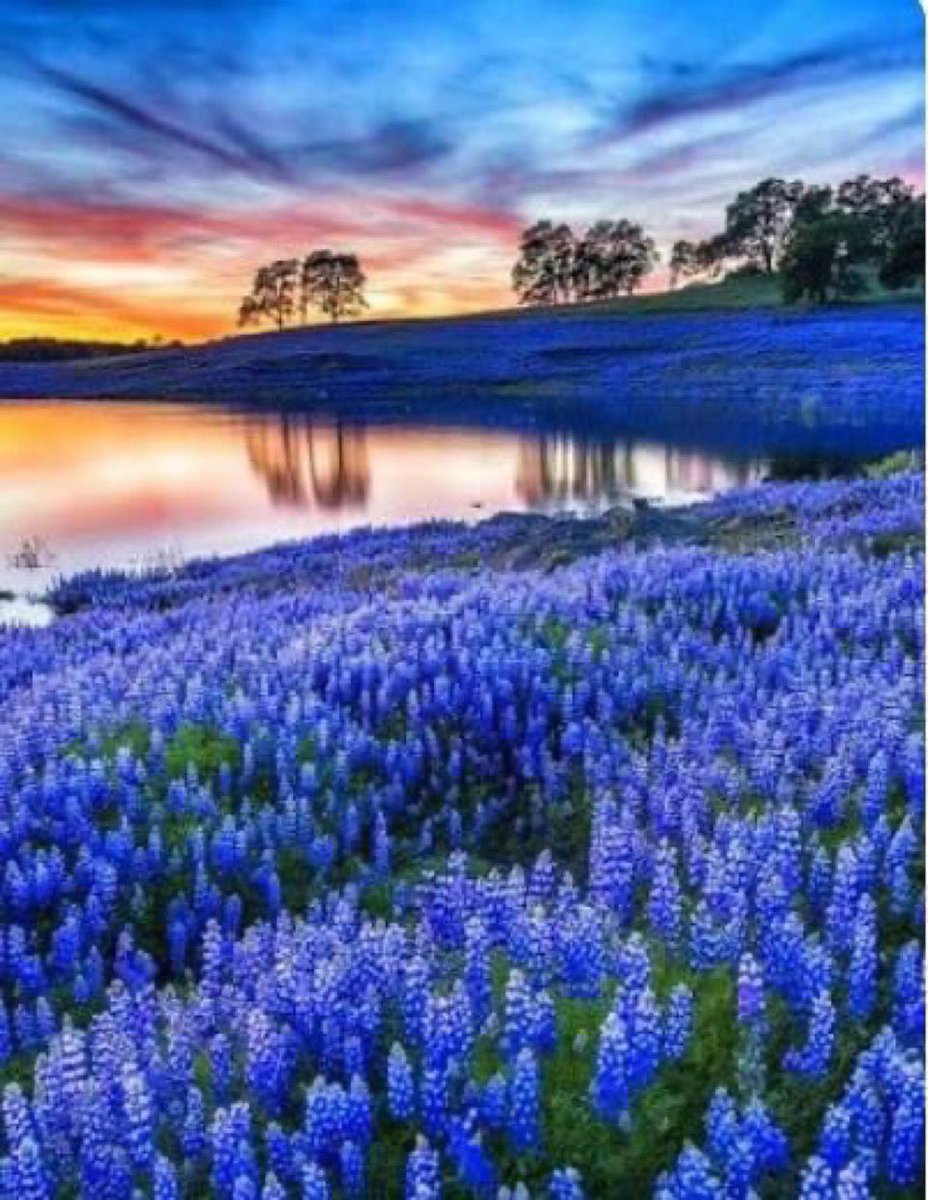 Texas 🇺🇸 tweet media