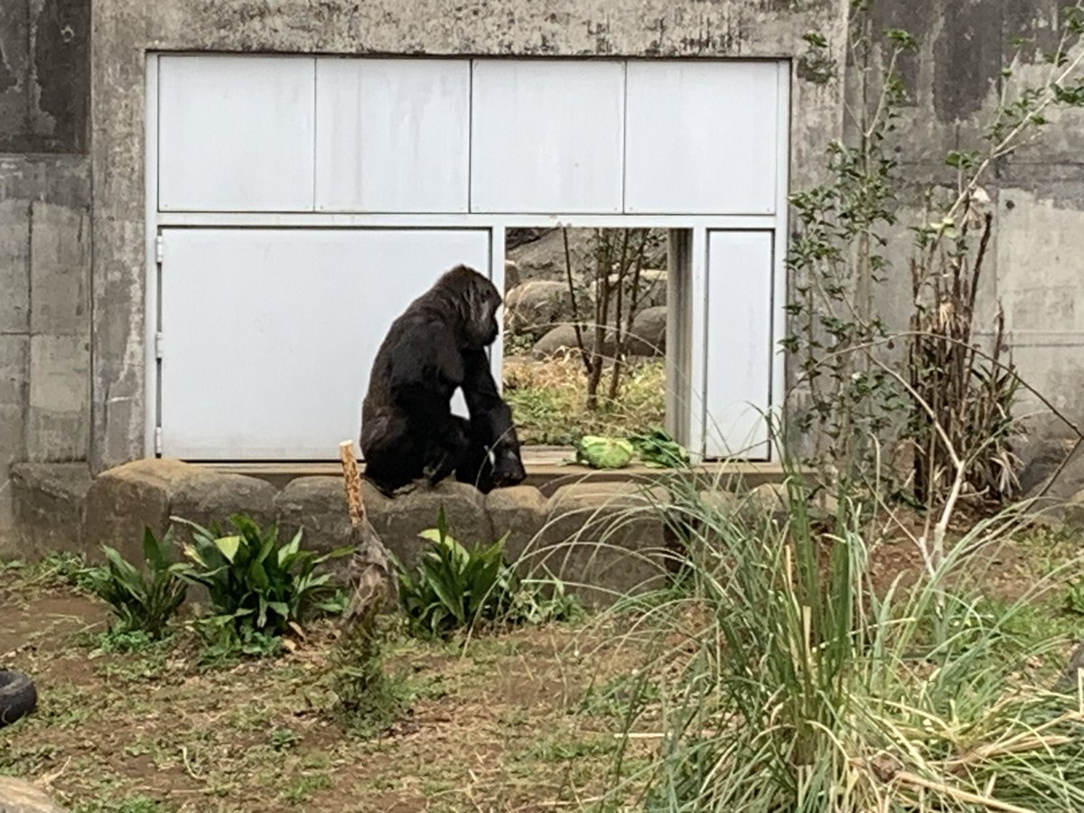 千葉市動物公園【公式】 tweet media