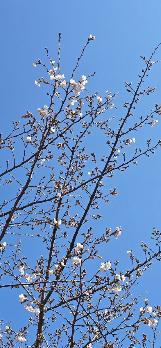 Marley Liu tweet media