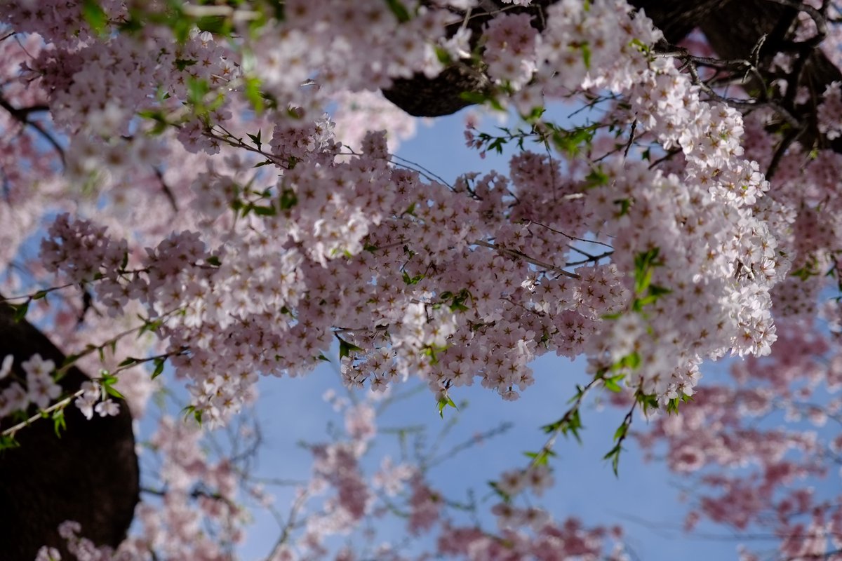 nikkokankolive's tweet photo. 【4/1～4/26】今年も「日光桜回遊」開催いたします！日光山輪王寺の金剛桜をはじめ、200年以上の歴史をもつ桜が点在し、期間中は限定スイーツや特別商品もございます。桜を巡りながら、春の日光散策を楽しんでみてください。#日光桜回遊 #日光市 #金剛桜 #しだれ桜
https://t.co/NE2EdM7OG9 https://t.co/L5U6QqJPZS