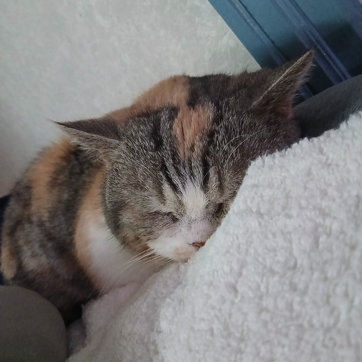 夏乃りんご🔰必勝本東北 tweet media