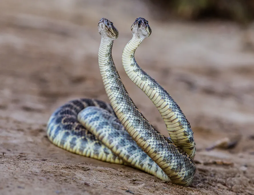 etginlik tweet media