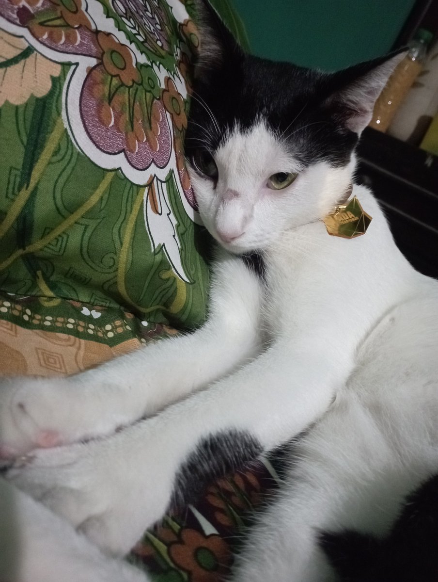 Lada Andaliman =^._.^= ∫ tweet media