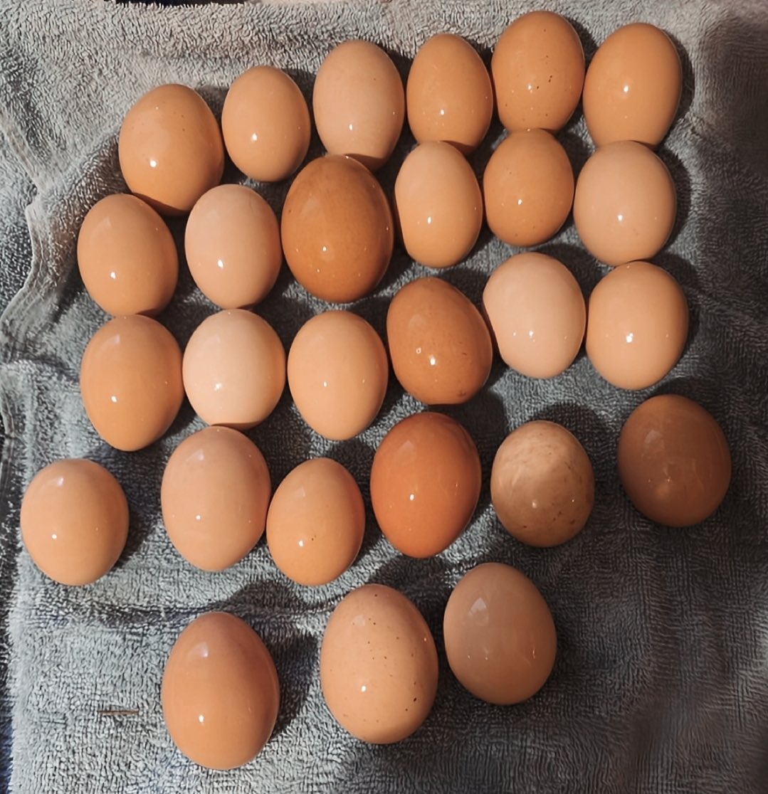 Stephen the Martyr tweet media