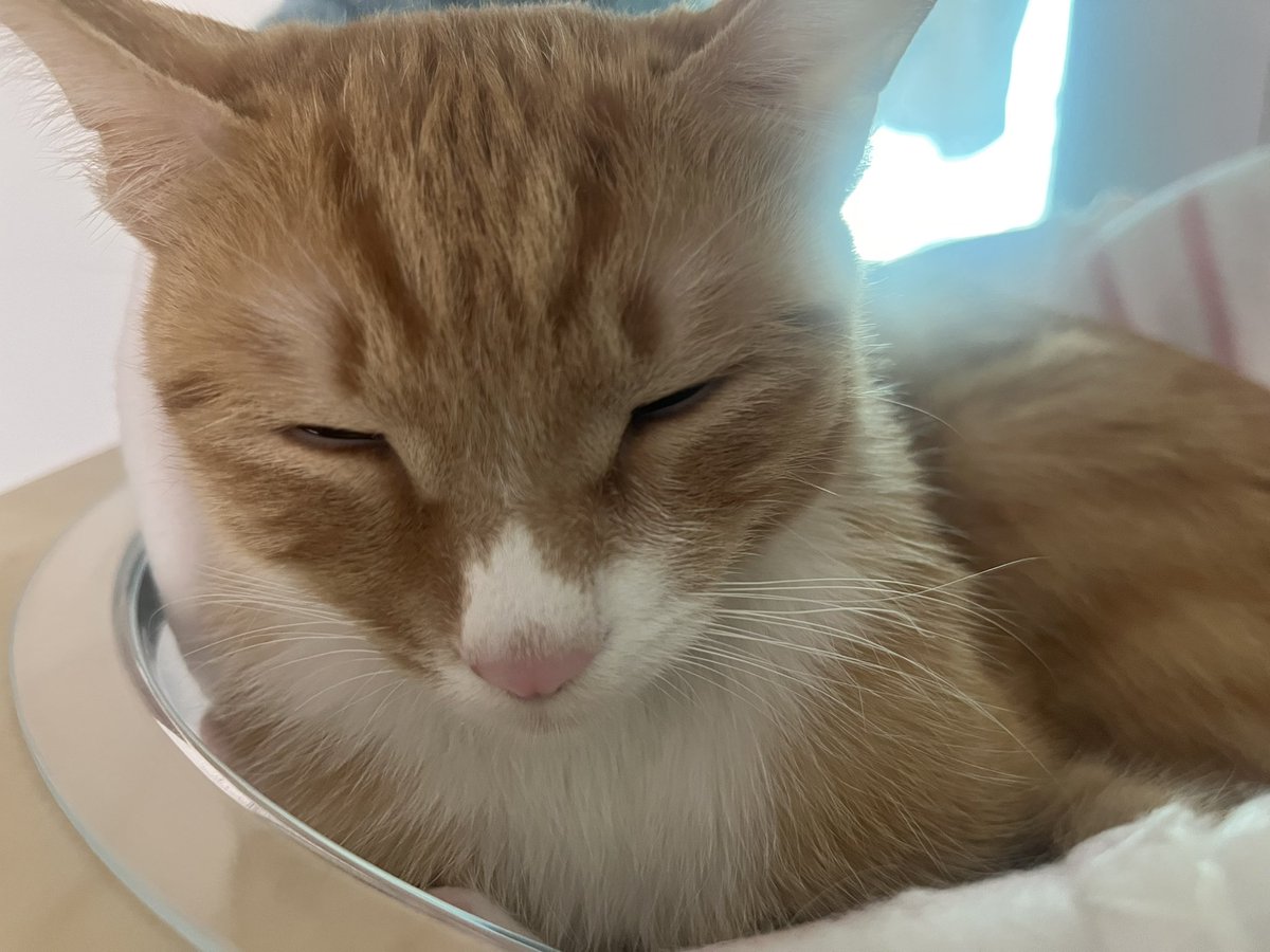 귀여움의 악마 tweet media