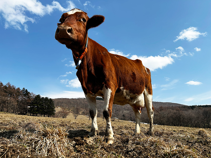 株式会社牧家 tweet media