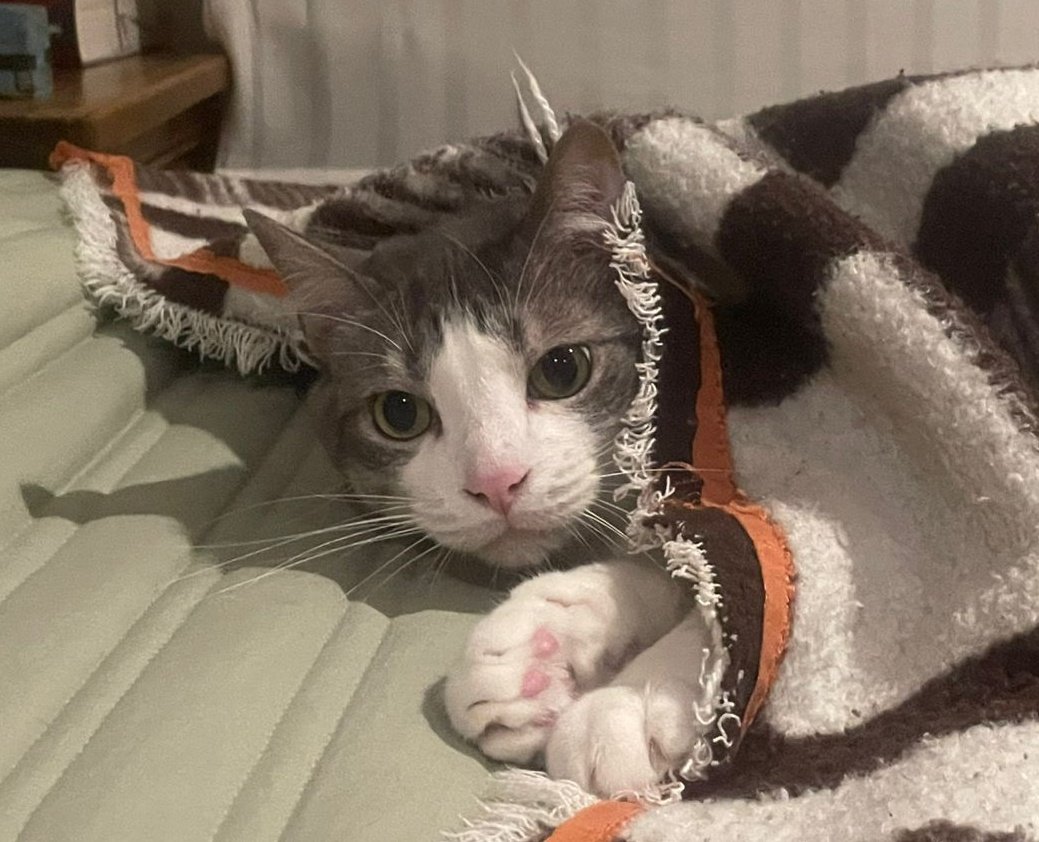 Rola🦷 tweet media