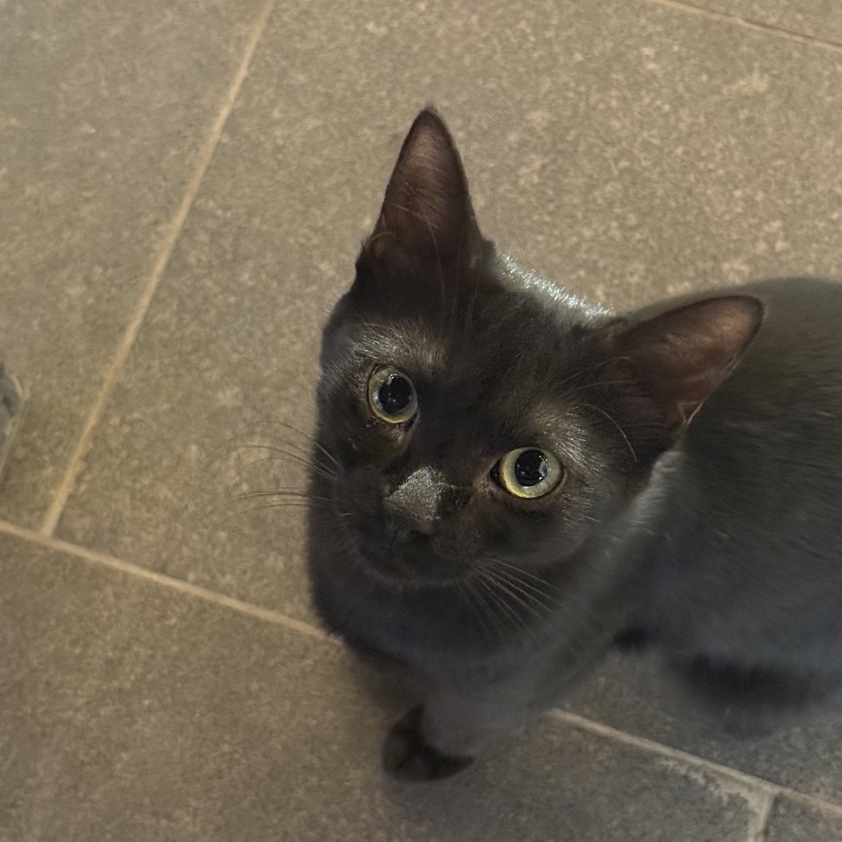 ⭑ سـ tweet media