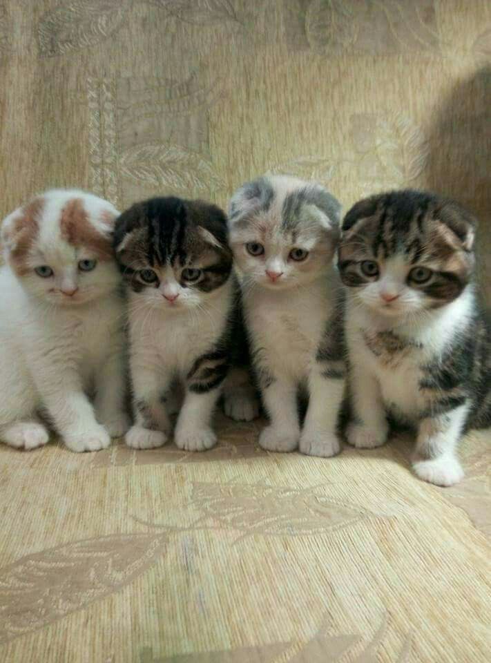 ˙˚°✰yas tweet media