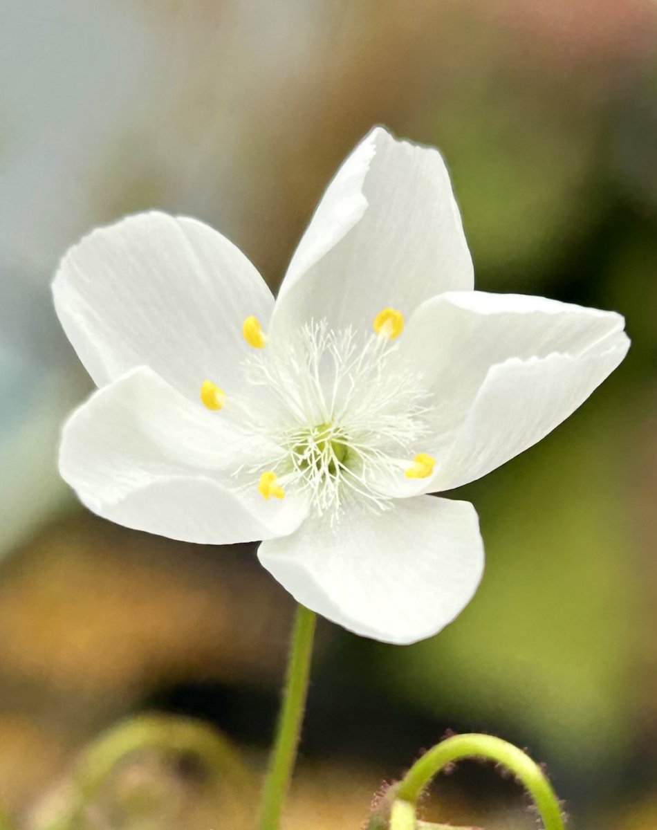 ニシゴロウ tweet media