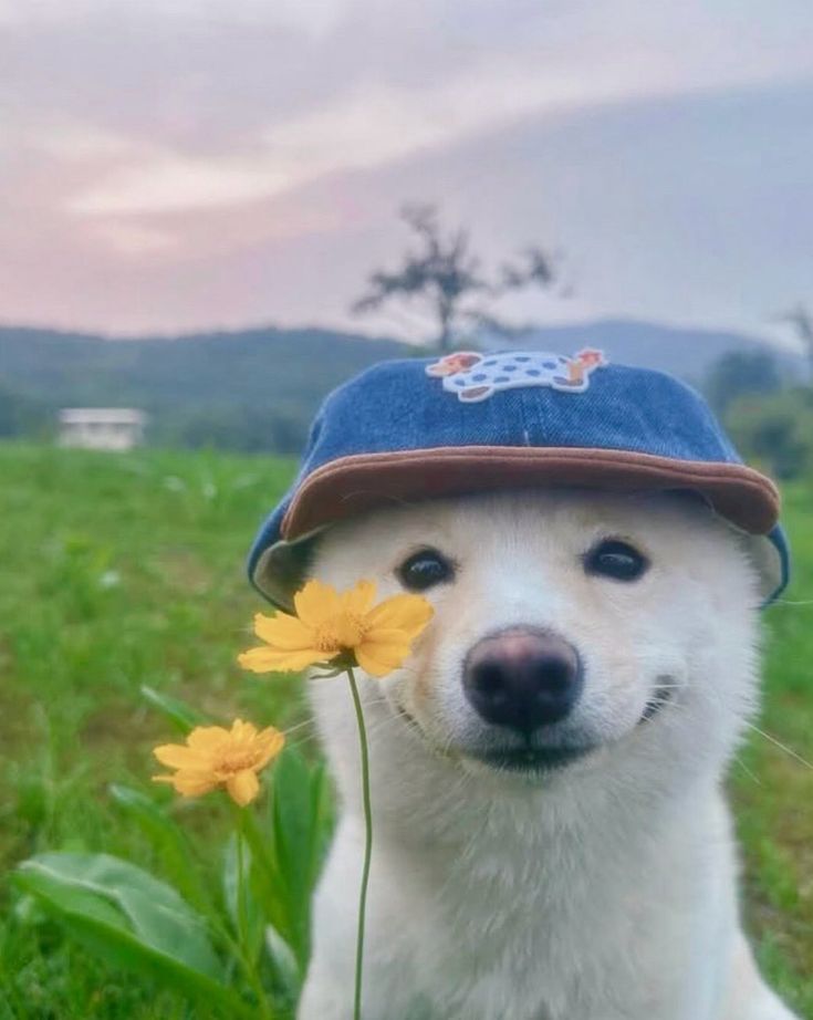 DuroSolo1🪙 tweet media