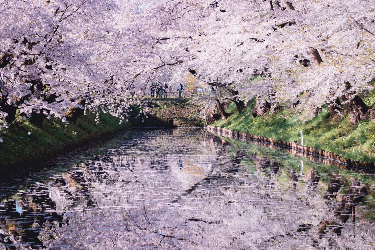 voguejp's tweet photo. 日本三大桜名所の奈良・吉野山、長野・高遠、青森・弘前。それぞれの土地を愛する人々が長い年月をかけて大切に育ててきた桜が、圧巻の景色を作り出す。
https://t.co/KbL5Bz4Edy https://t.co/nHEsCGbHjx