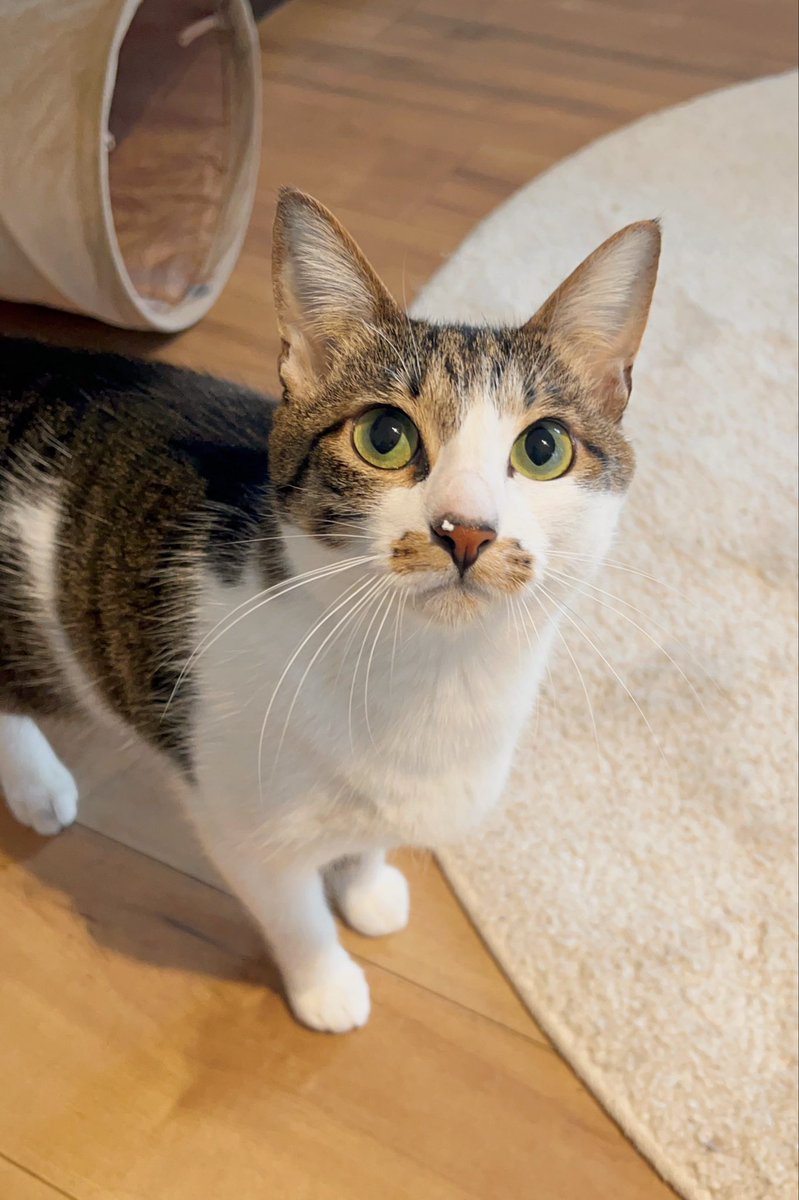 ドーナツてるの tweet media