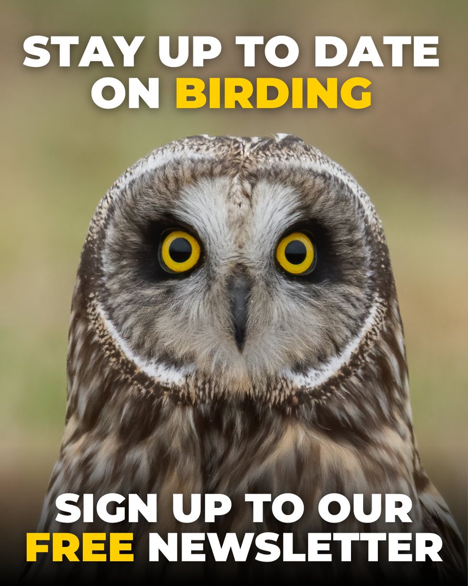 BirdGuides tweet media