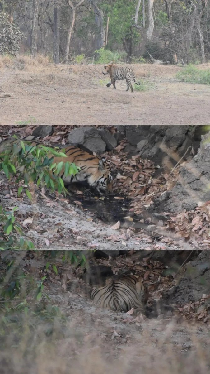 Was lucky enough to spot one yesterday😅

Pic source- Me :)