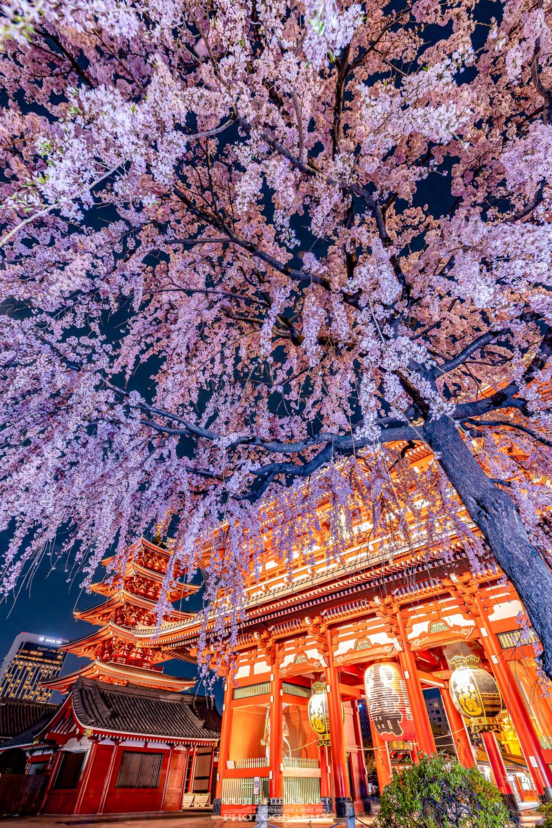 Yuji_48's tweet photo. 浅草寺のしだれ桜が流麗に降り注ぐ https://t.co/wpELUE6aqw