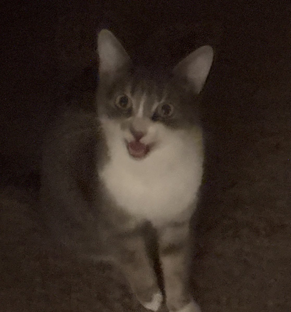 the baxter tweet media