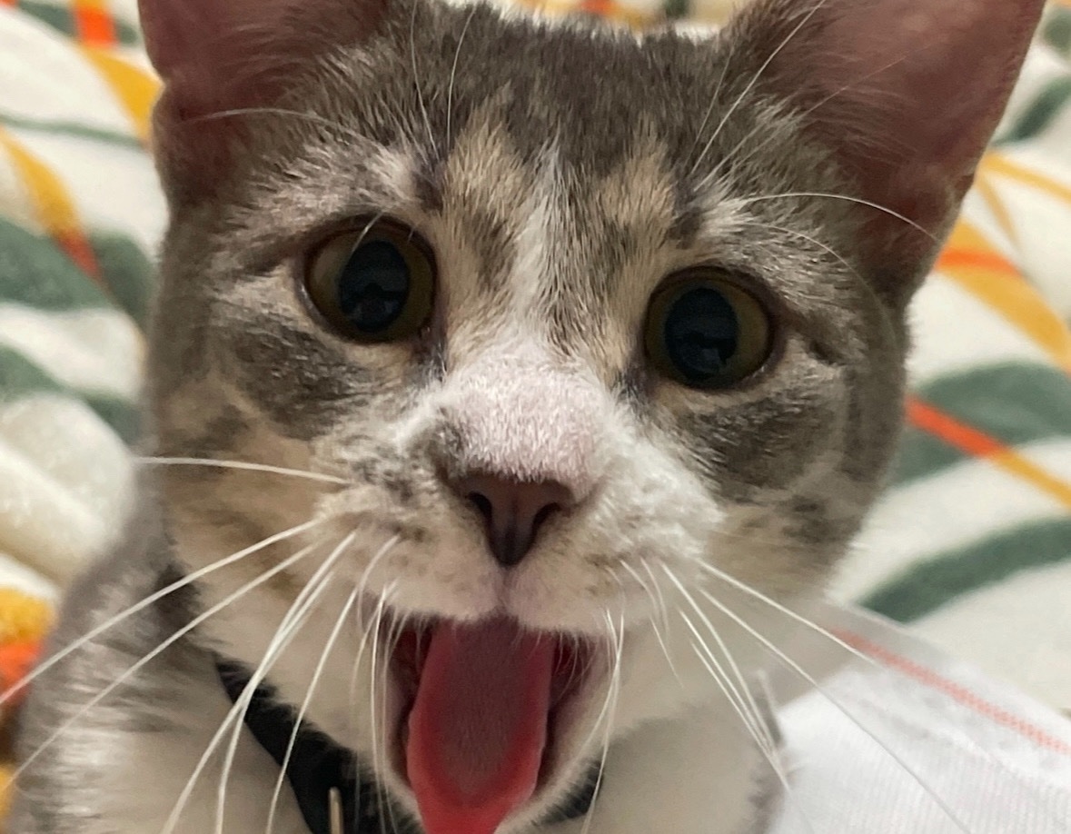 the baxter tweet media