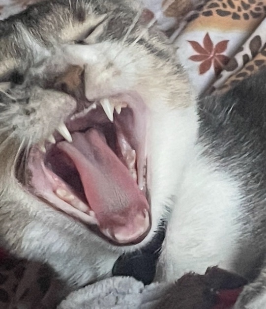 the baxter tweet media