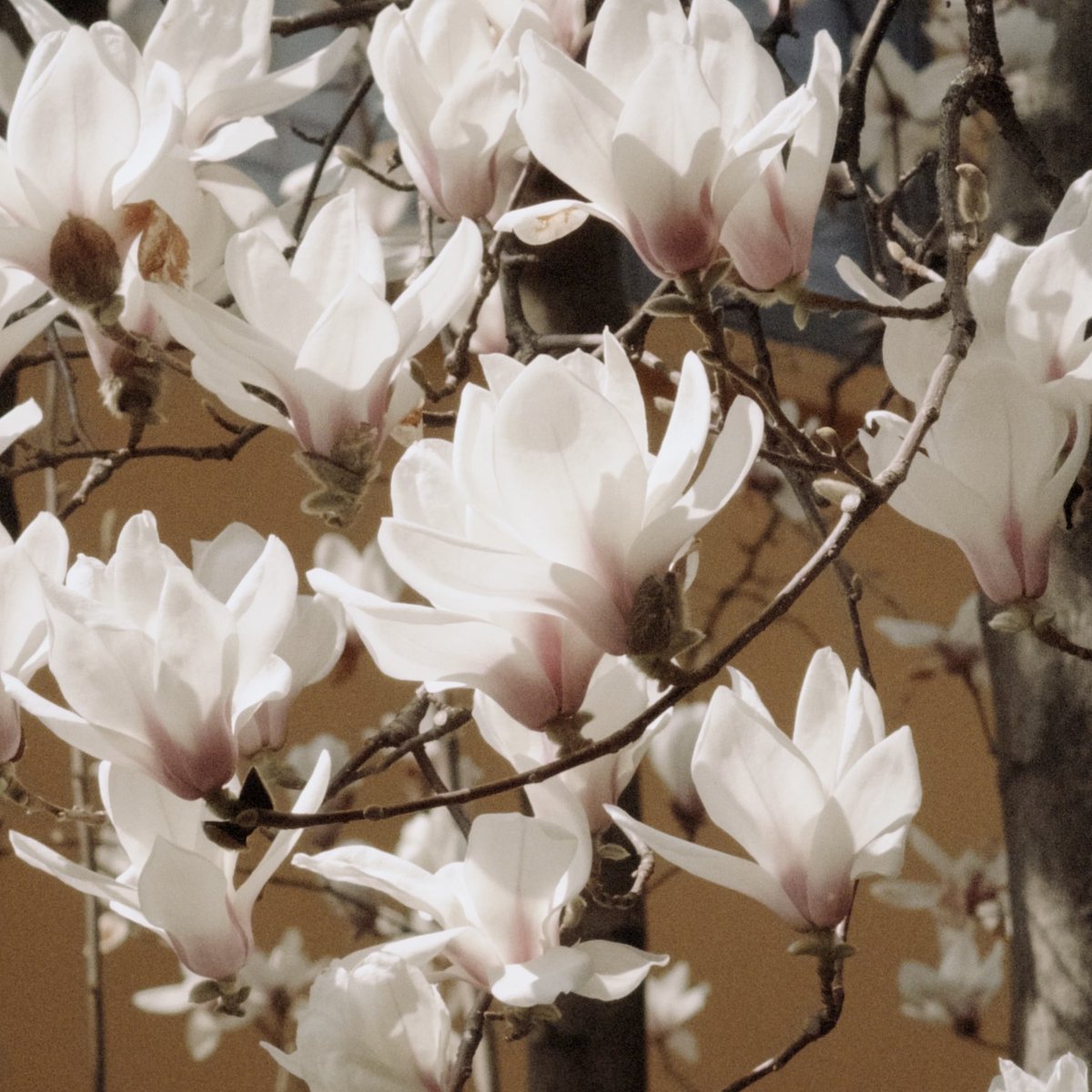 培根蛋 tweet media