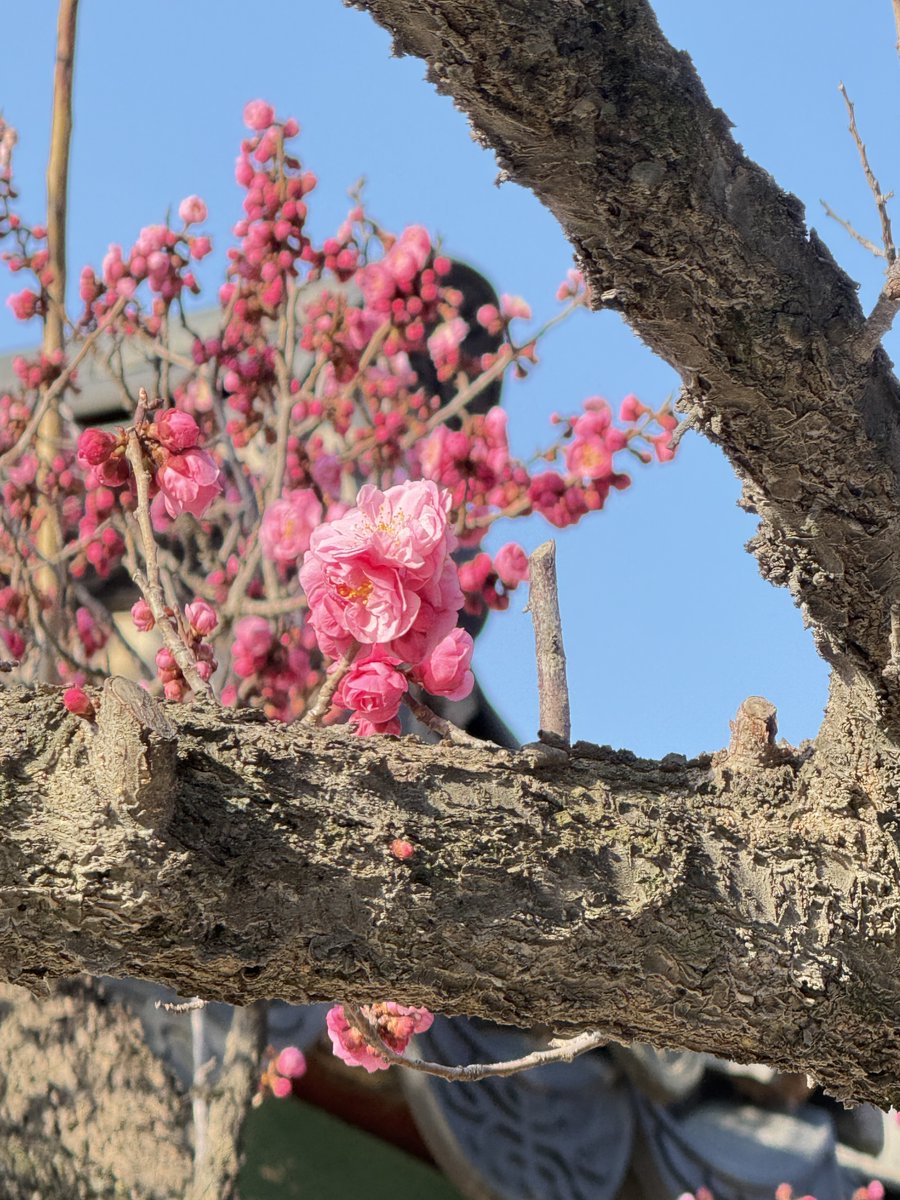 창덕궁 tweet media