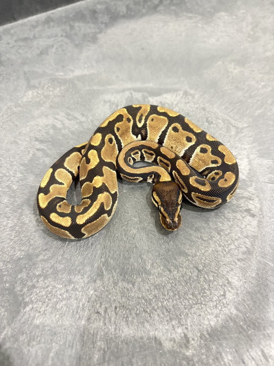 810lasucivia tweet media