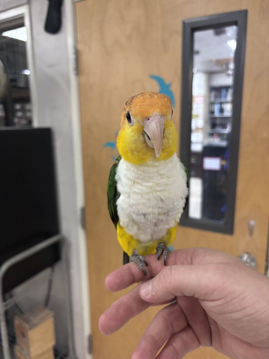 Illegal Rib Dealer tweet media