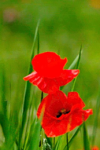 Cecilia  Freire tweet media