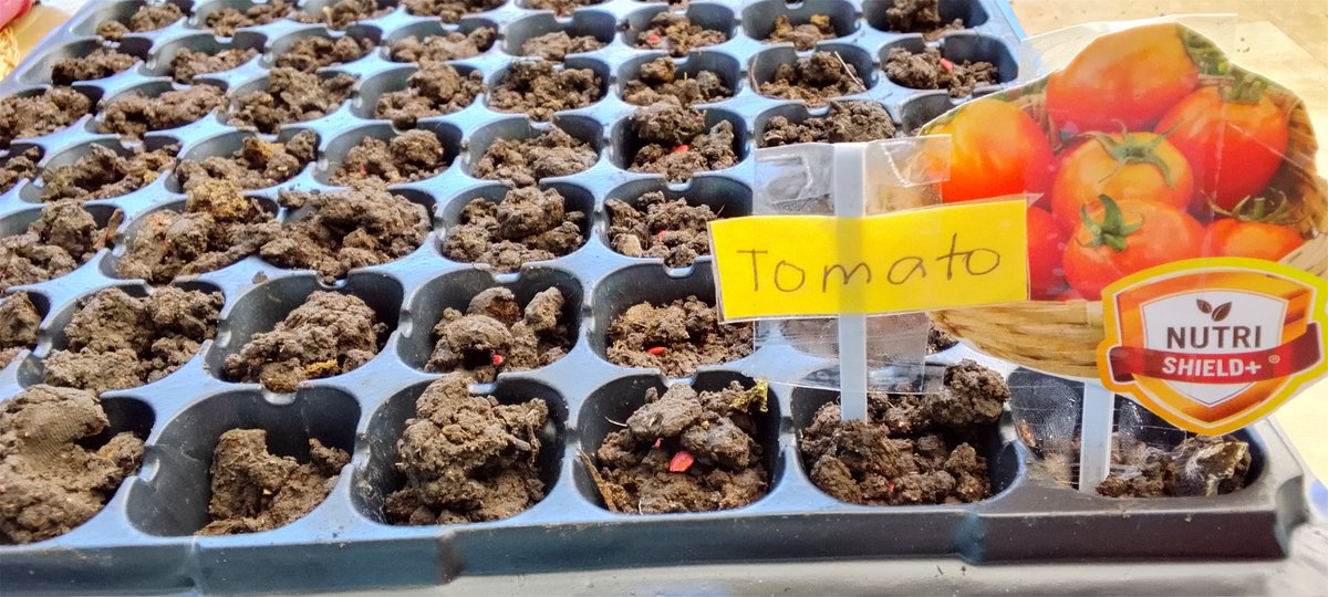 RachielAguilar's tweet photo. Starting my little garden journey.🌱Planted some talong 🍆, cucumber🥒 &amp; tomatoes🍅 today.
From seeds to harvest—let’s see how this grows💚
Patience, care &amp; a little bit of sunshine☀️
#GrowYourOwn
@KatsCoStudio
@VictionPH
@PortalMages
@rpxtribe
@iampeker 
@CreatineWeb3 
@peynrpx https://t.co/8dp4D8XWHM