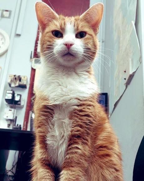 George The Stourbridge Junction Station Cat tweet media