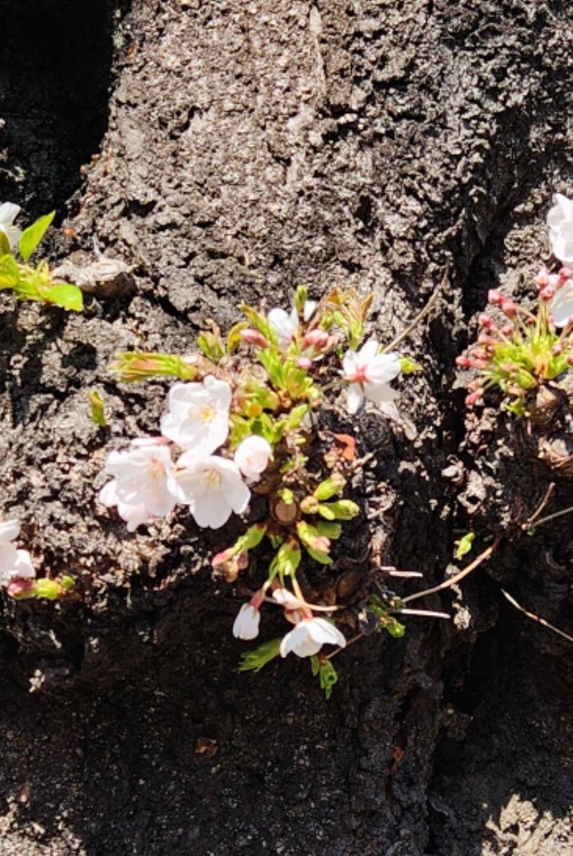 岩崎康雄(ミンキー・ヤス)の「今日も『てやんday❗️』」 tweet media