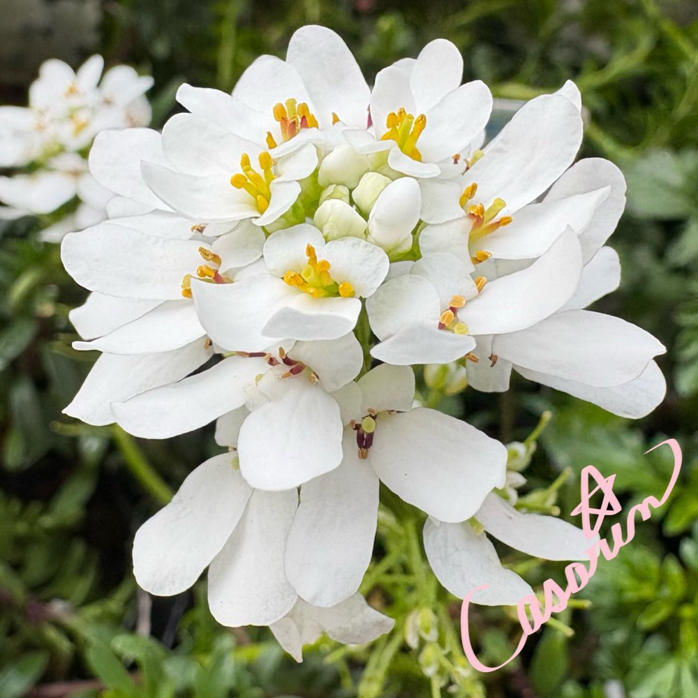 キャサリン*·̩͙𓈒𓂂𓏸❁¨̮ෆ˚* tweet media