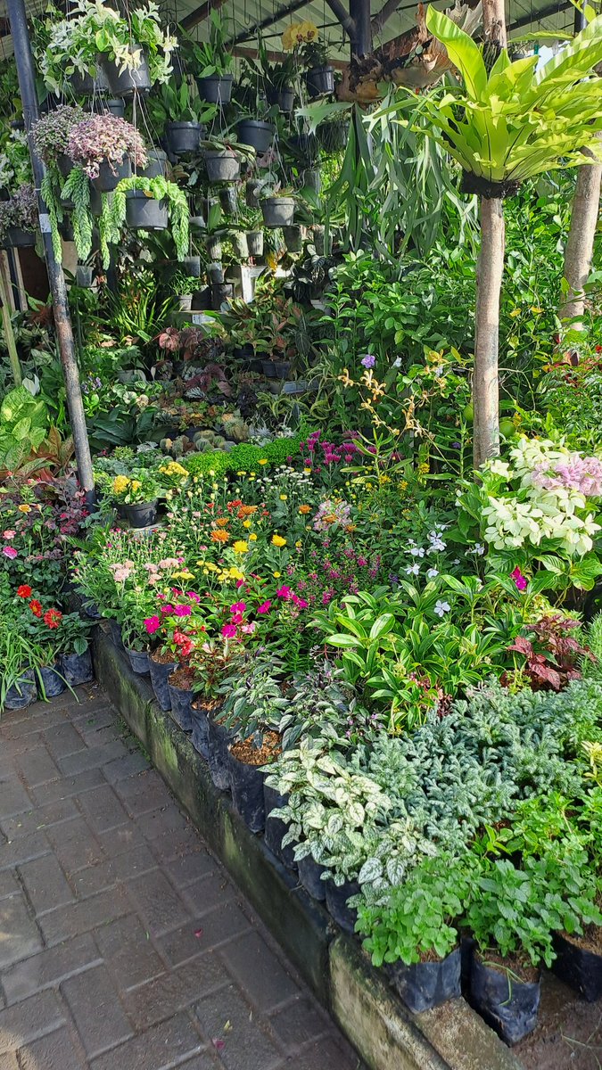 ndah 👩‍🌾🌹🌻 tweet media