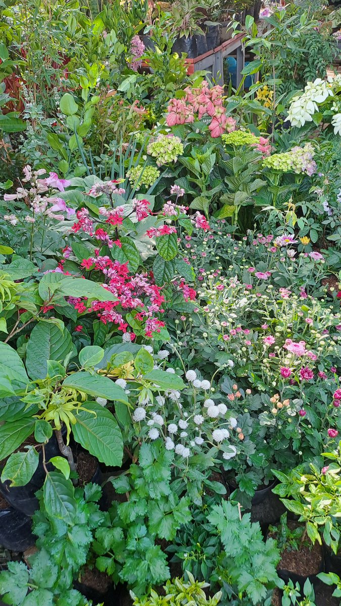 ndah 👩‍🌾🌹🌻 tweet media