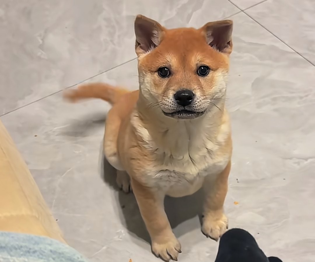 努力的折腾 tweet media